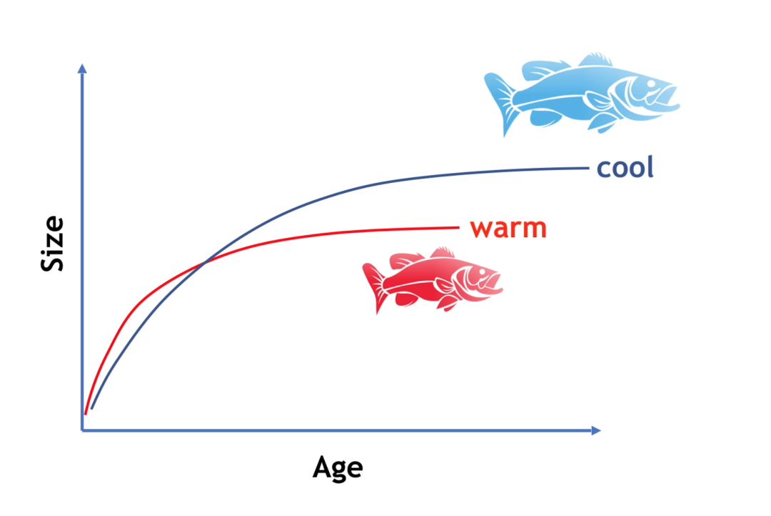 气候变化的影响有多大？连鱼的大小变化都“失控”(图5)