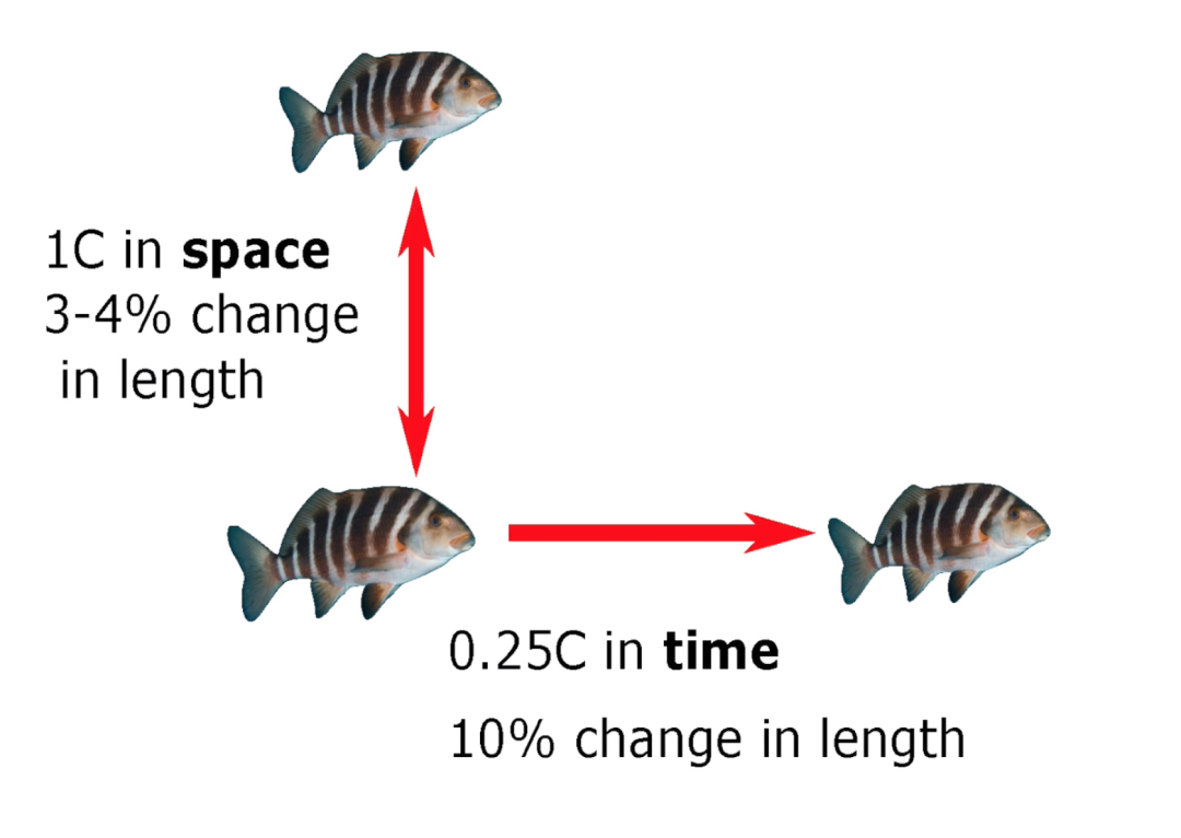 气候变化的影响有多大？连鱼的大小变化都“失控”(图11)