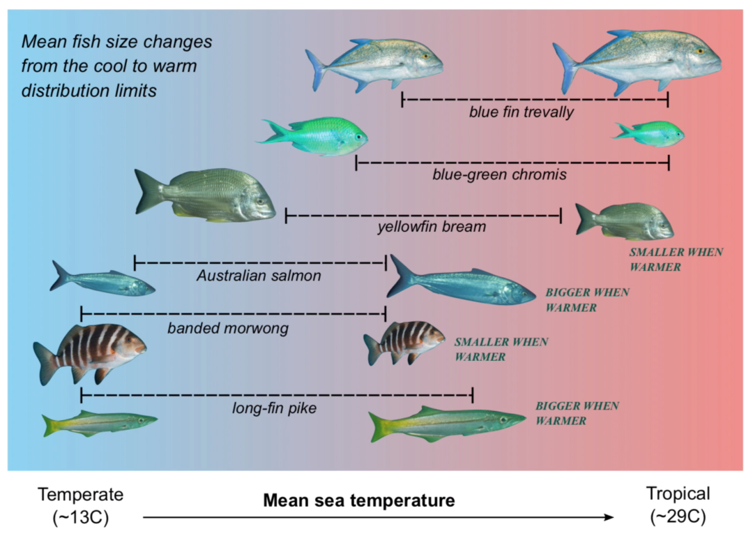 气候变化的影响有多大？连鱼的大小变化都“失控”(图12)