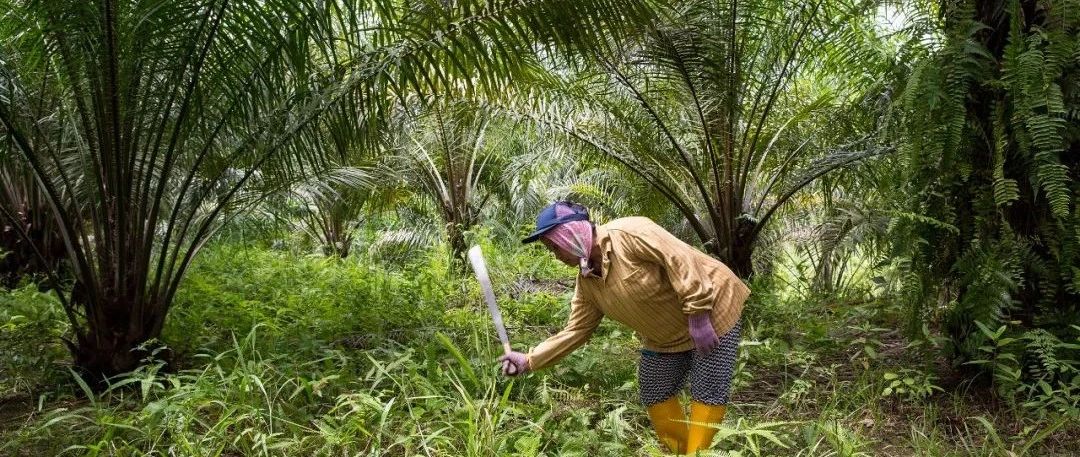 深度分析 | 争议棕榈油如何在中国“绿色转身”？